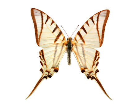 Close up of white and brown butterfly isolated on white backgroundの写真素材
