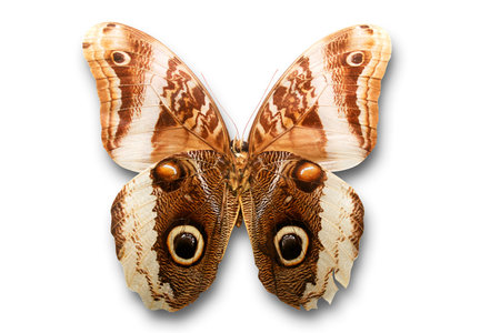 Close up of brown butterfly on white backgroundの写真素材