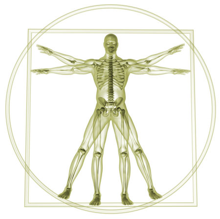 Body and skeleton in vitruvian man  - 3d renderの写真素材