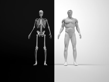 Skeleton and human body - this is a 3d render illustrationの写真素材