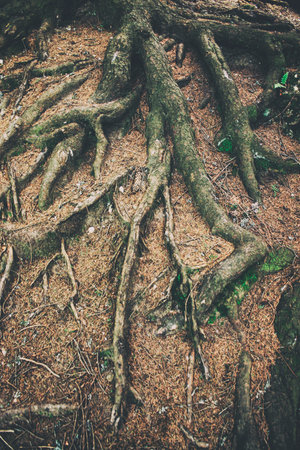 Tree root in forestの写真素材