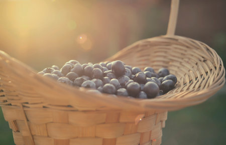 Blueberry basketの写真素材