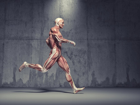 Male muscular system running.  This is a 3d render illustrationの写真素材