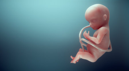 Human fetus. Unborn life, connection, future and vitality concept. This is a 3d render illustrationの写真素材