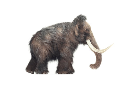 Mammoth on white background. This is a 3d render illustrationの写真素材