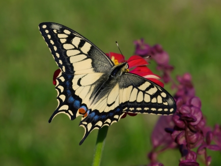Butterfly Old World Swallowtail