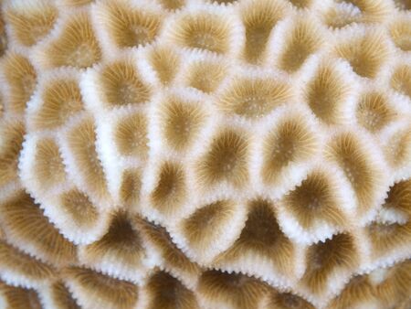 Coral texture    の写真素材