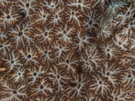Coral texture      