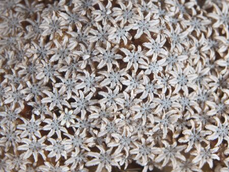 Coral texture           