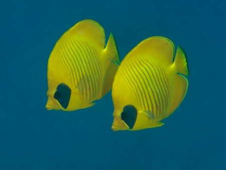Bluecheek butterflyfishの写真素材
