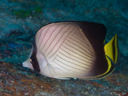 Chaetodon decussatusの写真素材