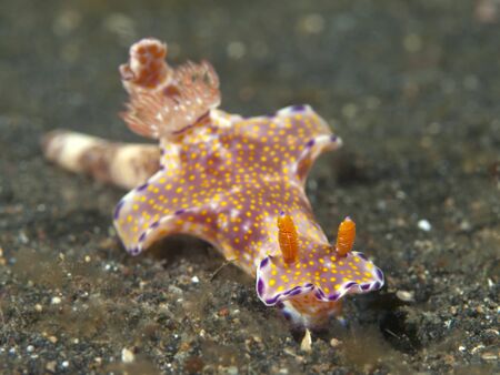 nudibranch Ceratosoma tenue の写真素材