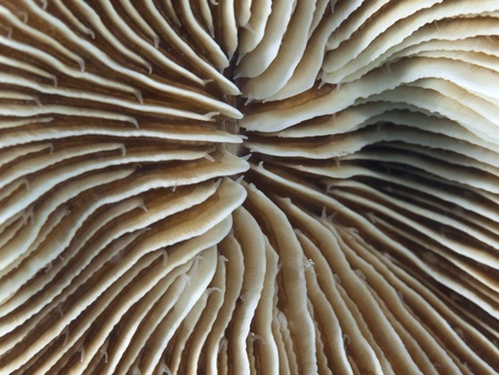 Coral texture     の写真素材