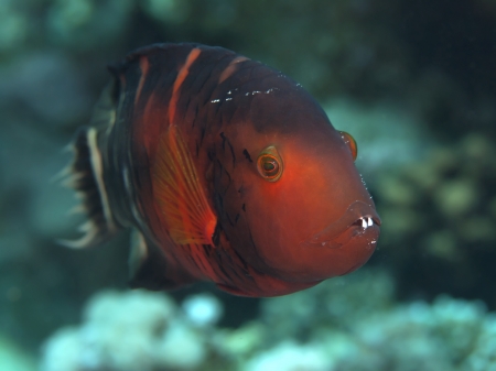 Redbreasted wrasse in red seaの写真素材