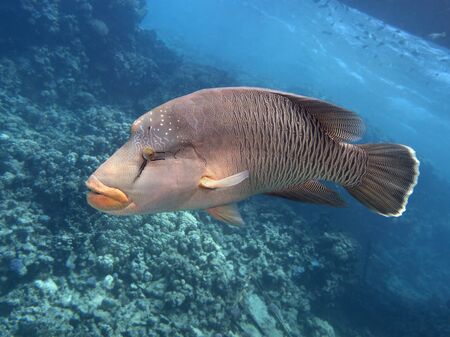 Napoleon wrasse in red seaの写真素材