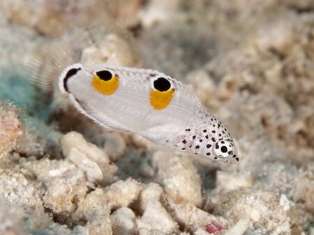 Clown coris in red sea