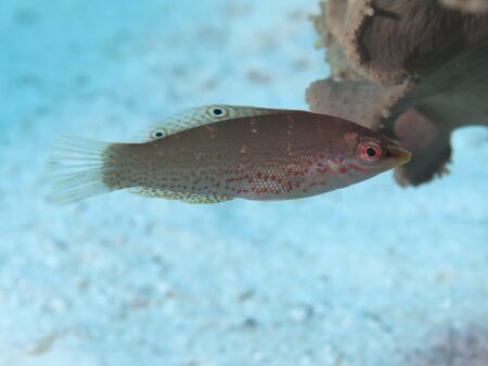 Dapple coris in red seaの写真素材