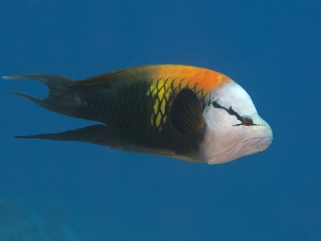 Singjaw wrasse in red sea
