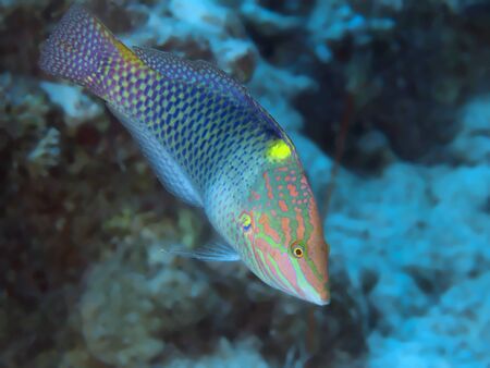 Chequerboard wrasse in red sea