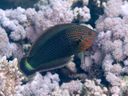 Dusky wrasse in red  seaの写真素材