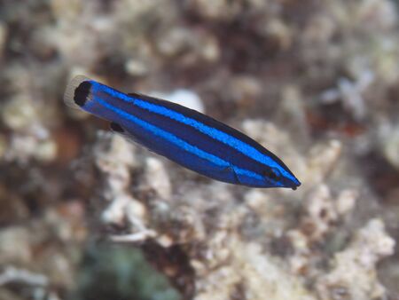 Fourline wrasse in red sea