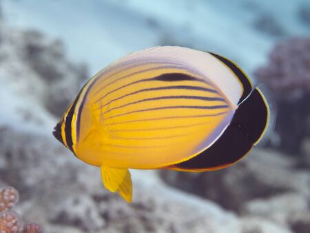 Exquisite butterflyfish in Red Seaの写真素材