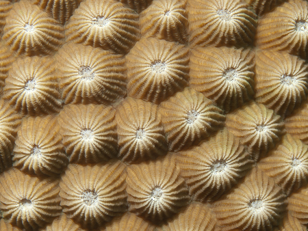Coral texture. Bohol sea, Philippines