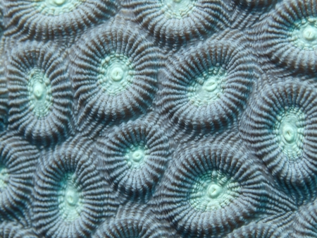 Coral texture. Bohol sea, Philippinesの写真素材