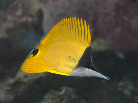 Longnose butterfly fish in Bohol sea, Phlippines Islands