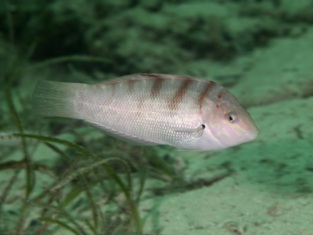 Batu coris in Bohol sea, Phlippines Islands