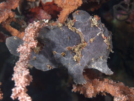 Commerson's frogfish in Bohol sea, Phlippines Islands