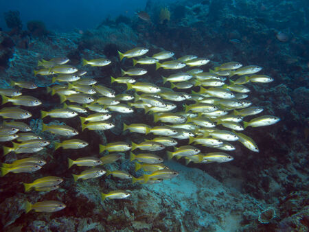 Bigeye snapper in Bohol sea, Phlippines Islandsの写真素材