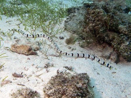 Harlequin snake eel in Bohol sea, Phlippines Islandsの写真素材