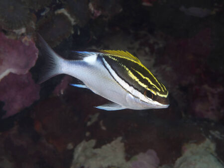 Two-lined monocle bream in Bohol sea, Phlippines Islandsの写真素材