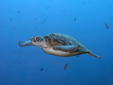 Green turtle in Bohol sea, Phlippines Islandsの写真素材