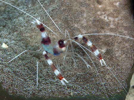 Banded boxer shrimp in Bohol sea, Phlippines Islandsの写真素材