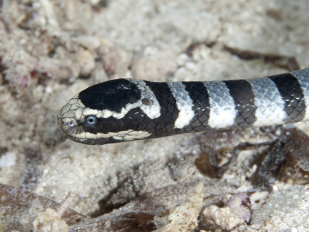 Banded sea krait in Bohol sea, Phlippines Islands