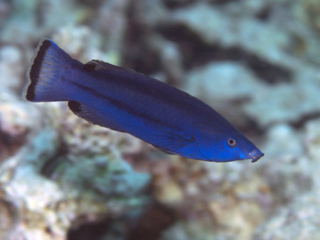 Fourline wrasse in Red sea, Egypt, Hurghada
