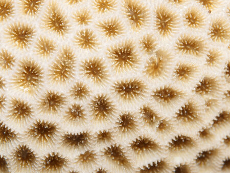 Coral texture in Red sea, Egypt, Hurghada