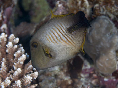 Broom filefish in Red sea, Egypt, Hurghada