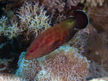 Halfspotted hind in Red sea, Egypt, Hurghada
