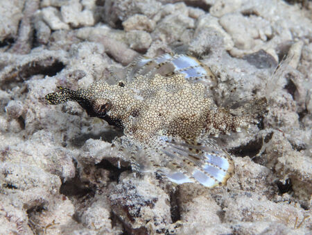 Short dragonfish in Red sea, Egypt, Hurghadaの写真素材