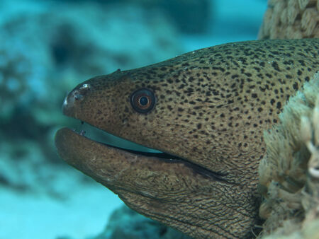 Giant moray in Red sea, Egypt, Hurghadaの写真素材
