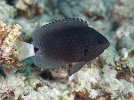 Reticulated damsel in Red sea, Egypt, Hurghadaの写真素材