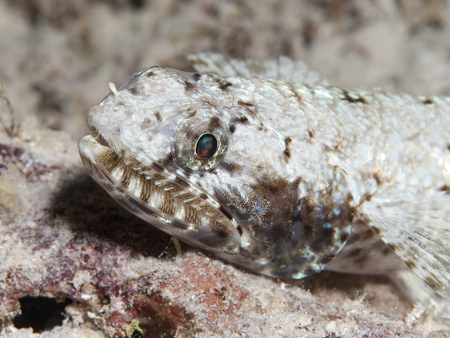 Gracile lizardfish in Red sea, Egypt, Hurghadaの写真素材