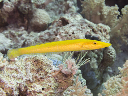 Coral fish Cigar wrasse in red seaの写真素材