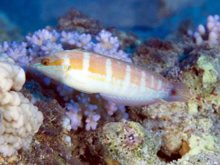 Tail-spot rainbow wrasse in red seaの写真素材