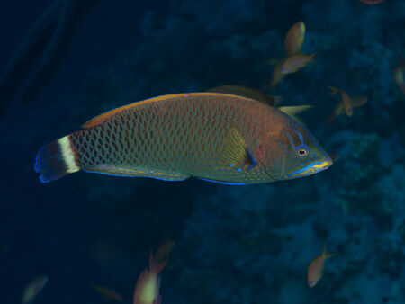 Chiseltooth wrasse in red  seaの写真素材