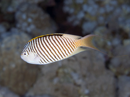 Zebra angelfish in red sea