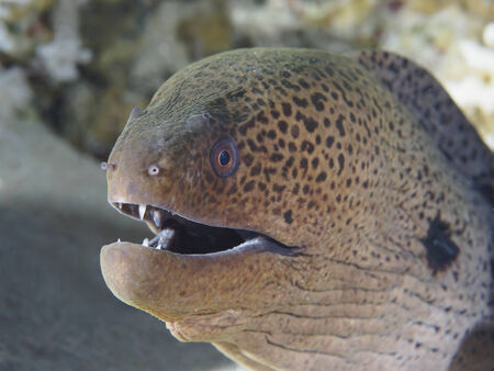 Giant moray in Red sea, Egyptの写真素材